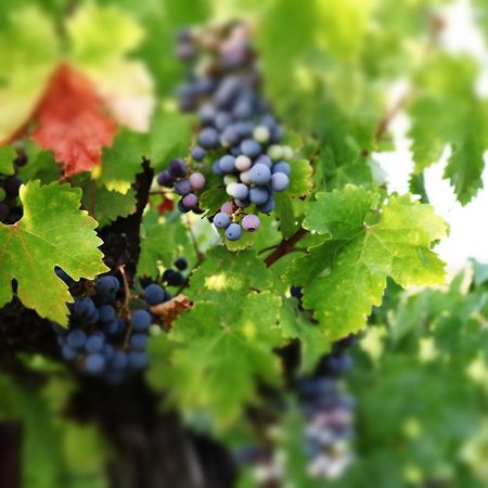 Churon Inn Winery Temecula Eksteriør bilde