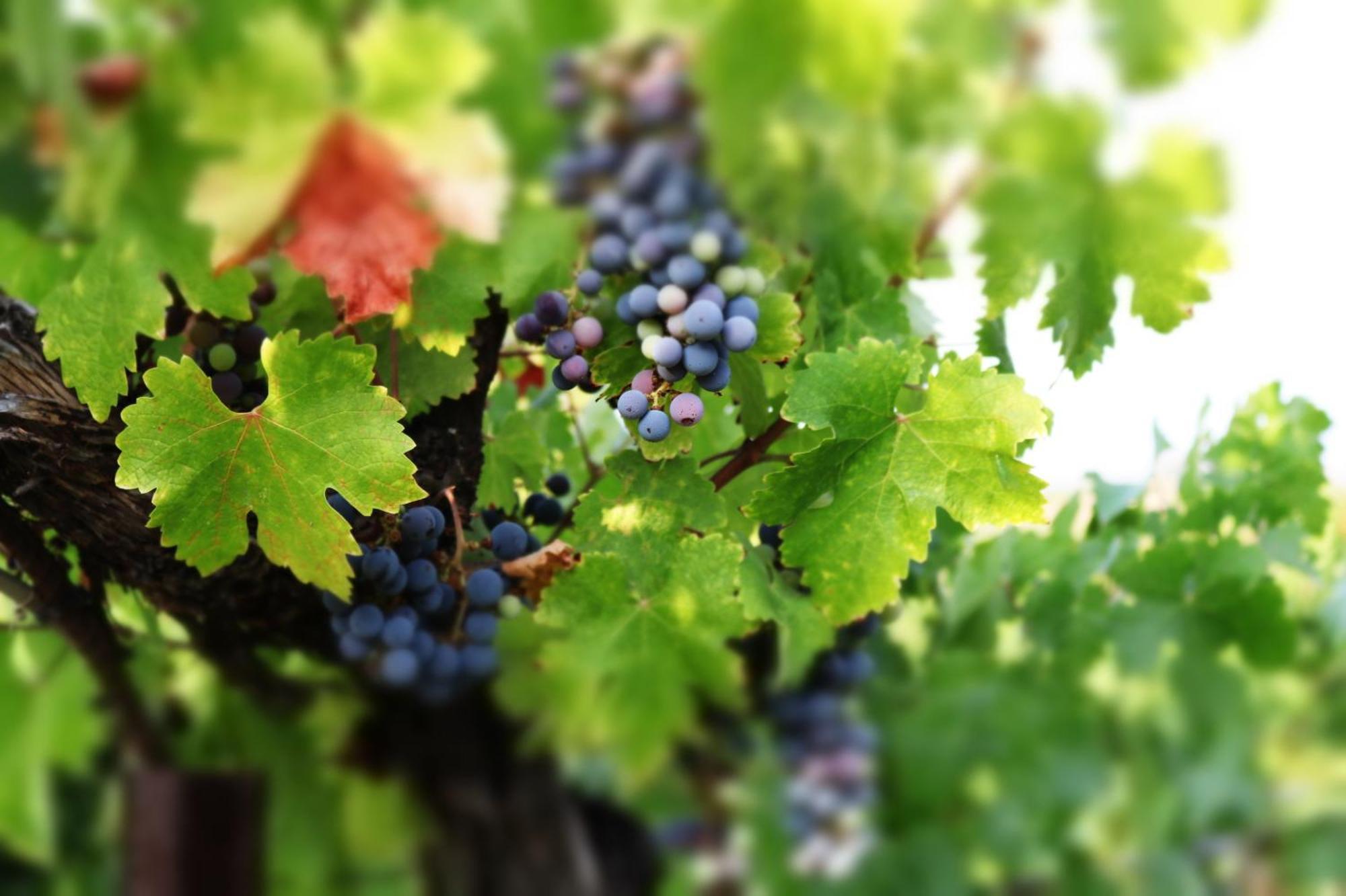 Churon Inn Winery Temecula Eksteriør bilde